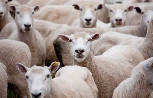羊群效应是什么意思啊
